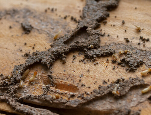 Wood Destroying Insects (WDI) Inspection